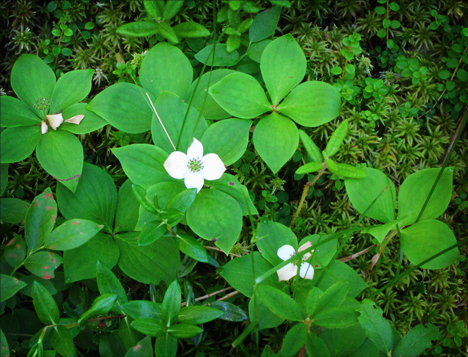 Adirondack Wildflowers:  Bunchberry toward the end of its bloom season